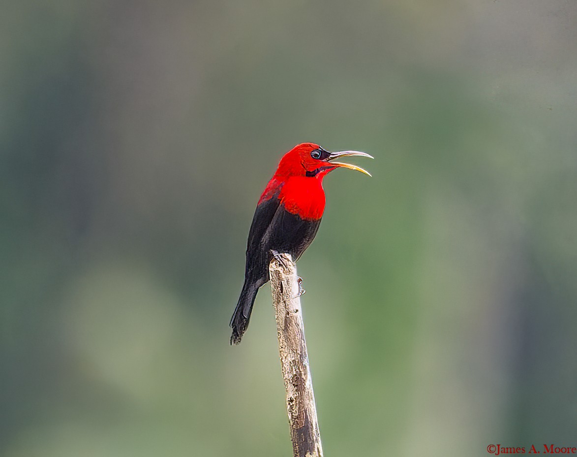 Magnificent Sunbird - ML655996933