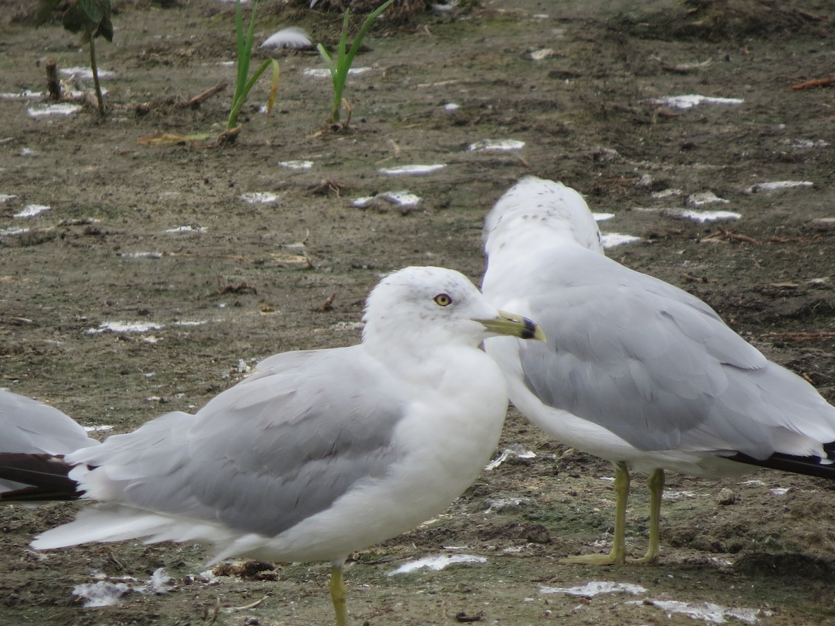 Ring-billed Gull - Mayte Torres