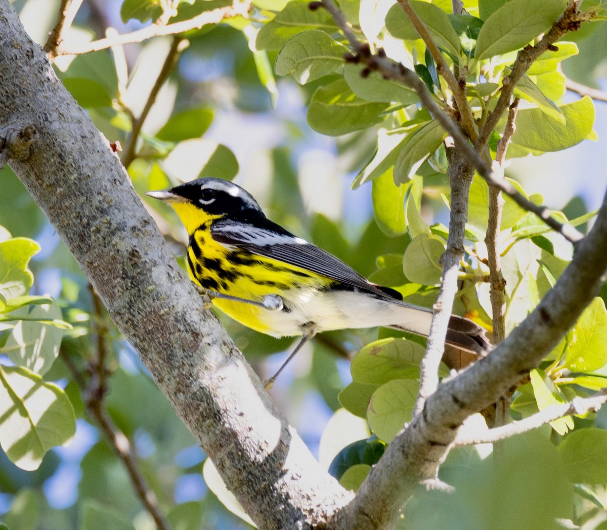 Magnolia Warbler - ML656003030