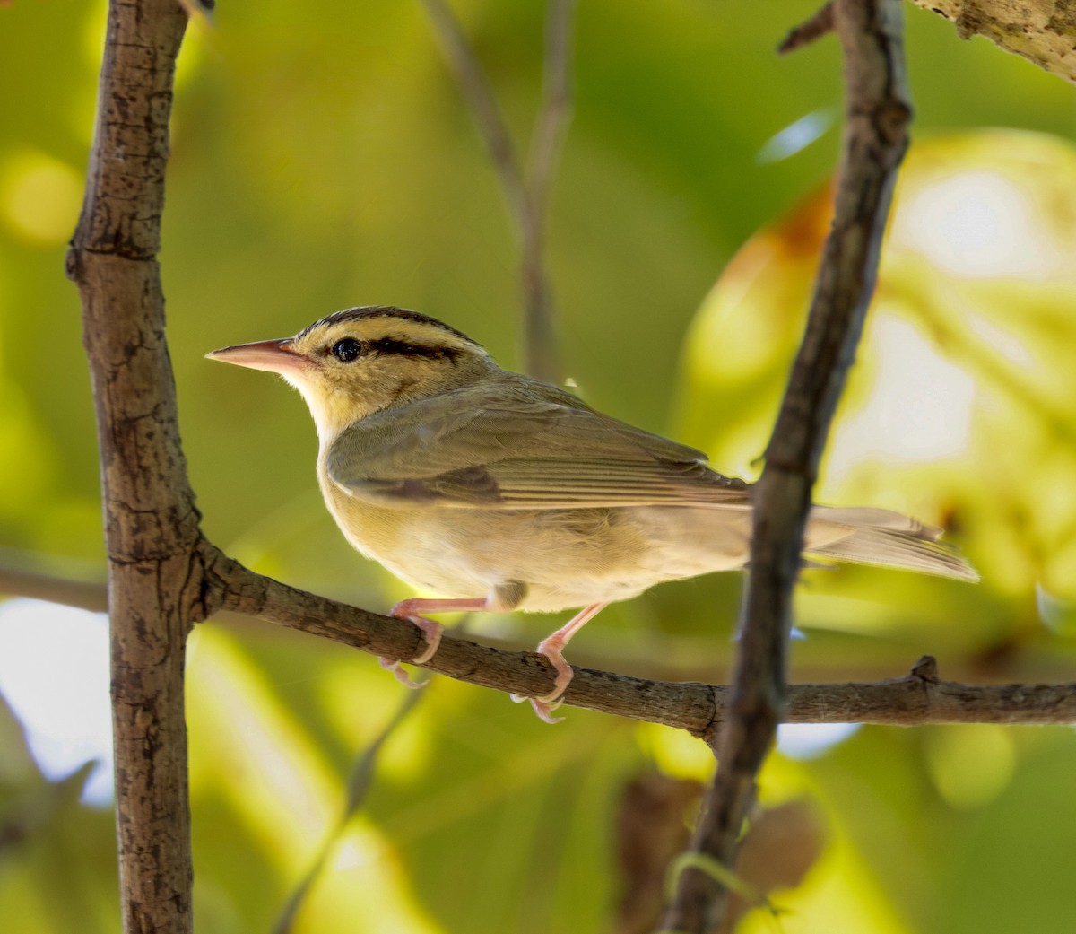 Worm-eating Warbler - ML656003067