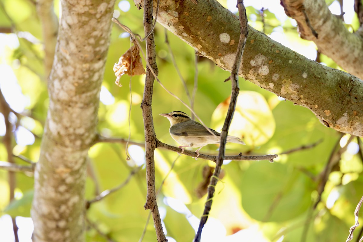 Worm-eating Warbler - ML656003068
