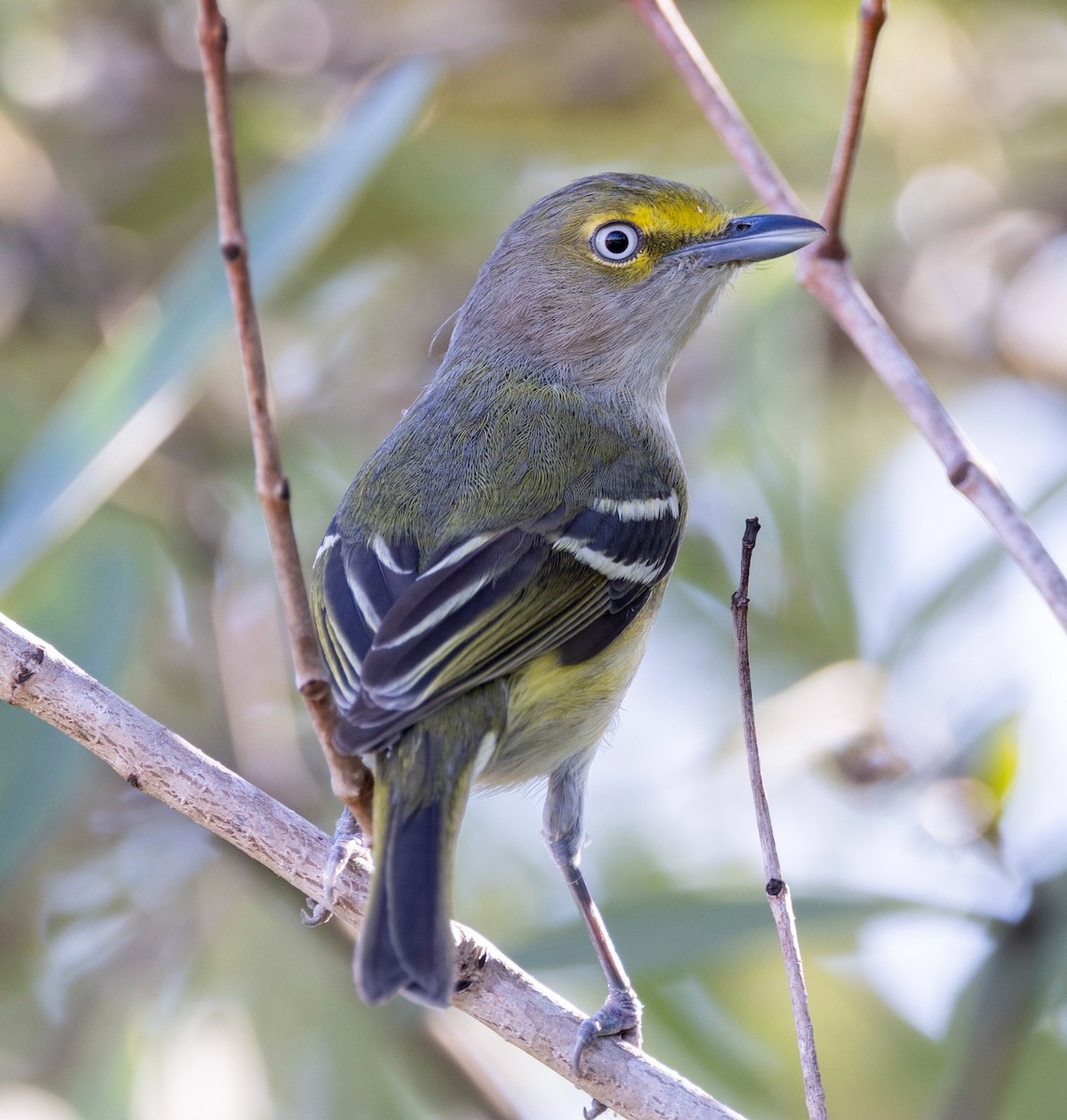 White-eyed Vireo - ML656003114
