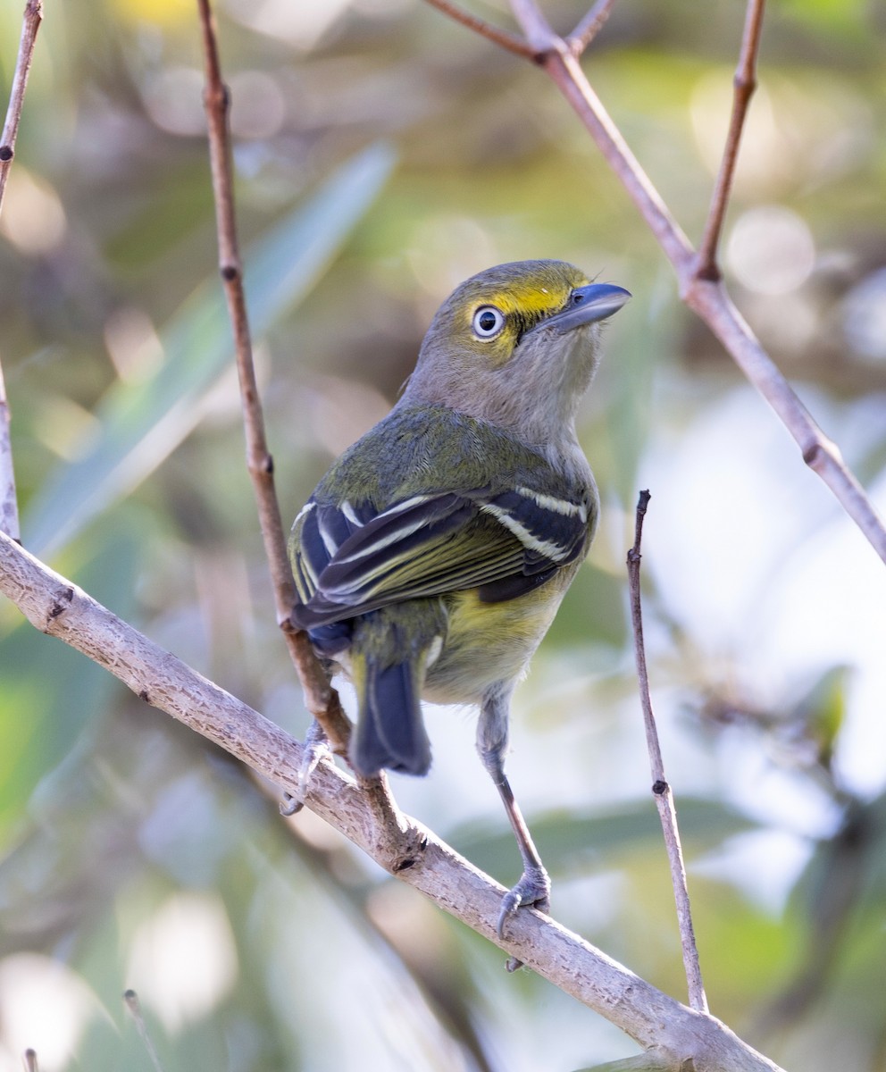 White-eyed Vireo - ML656003115