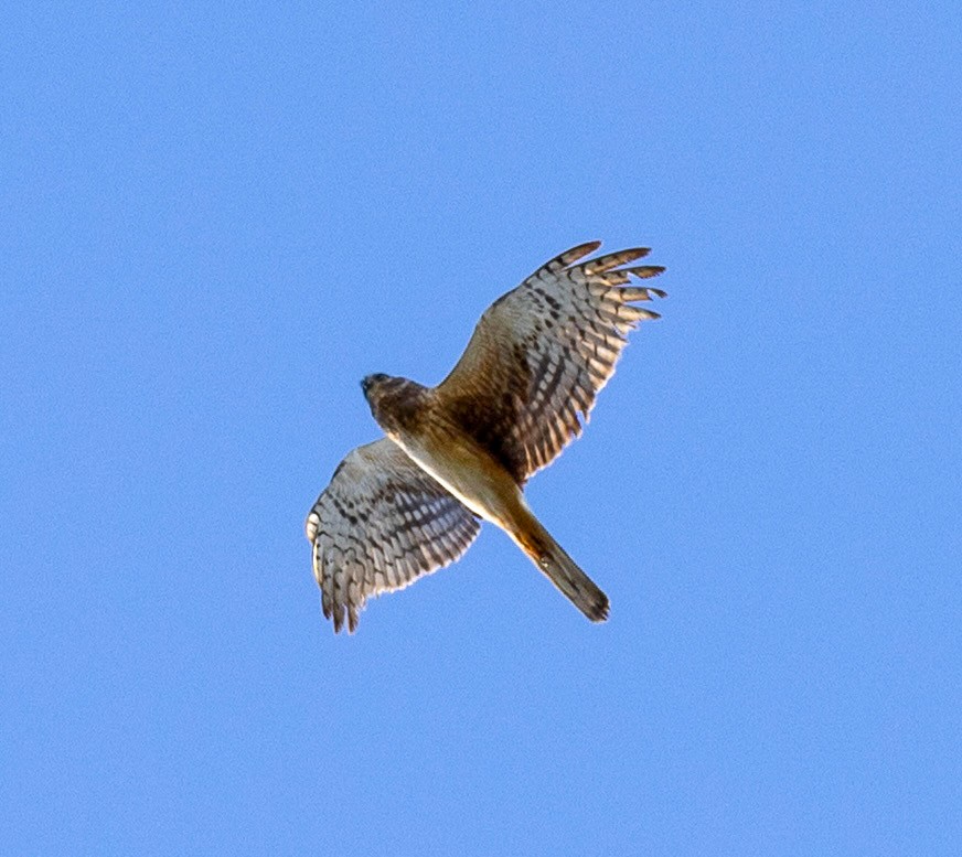 Northern Harrier - ML656003124