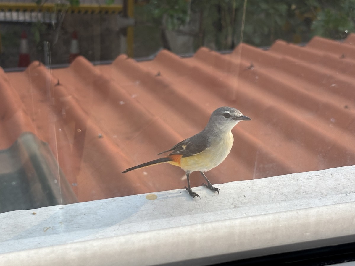 Small Minivet - ML656006731
