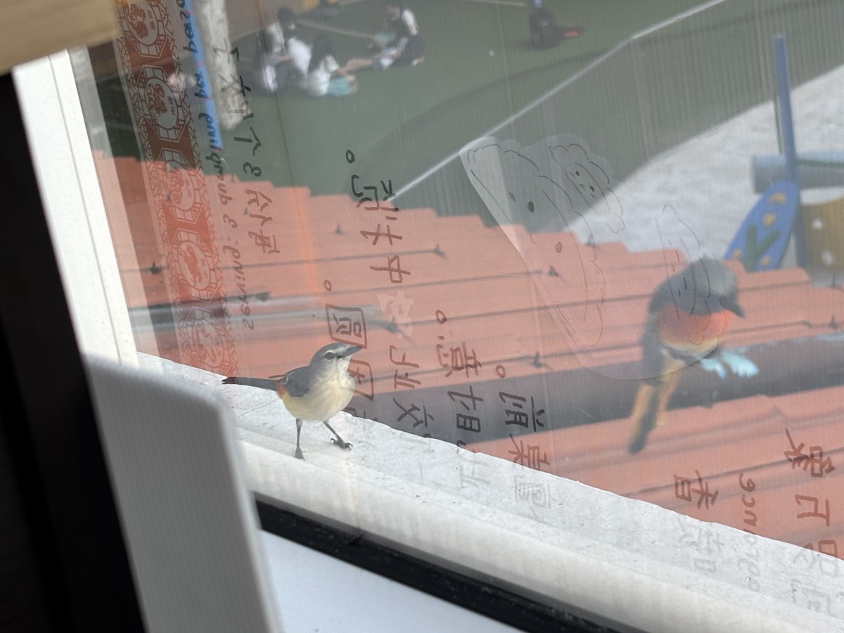 Small Minivet - ML656006732
