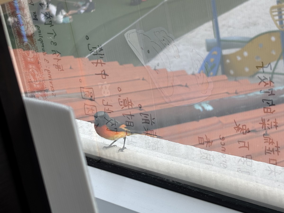 Small Minivet - ML656006733
