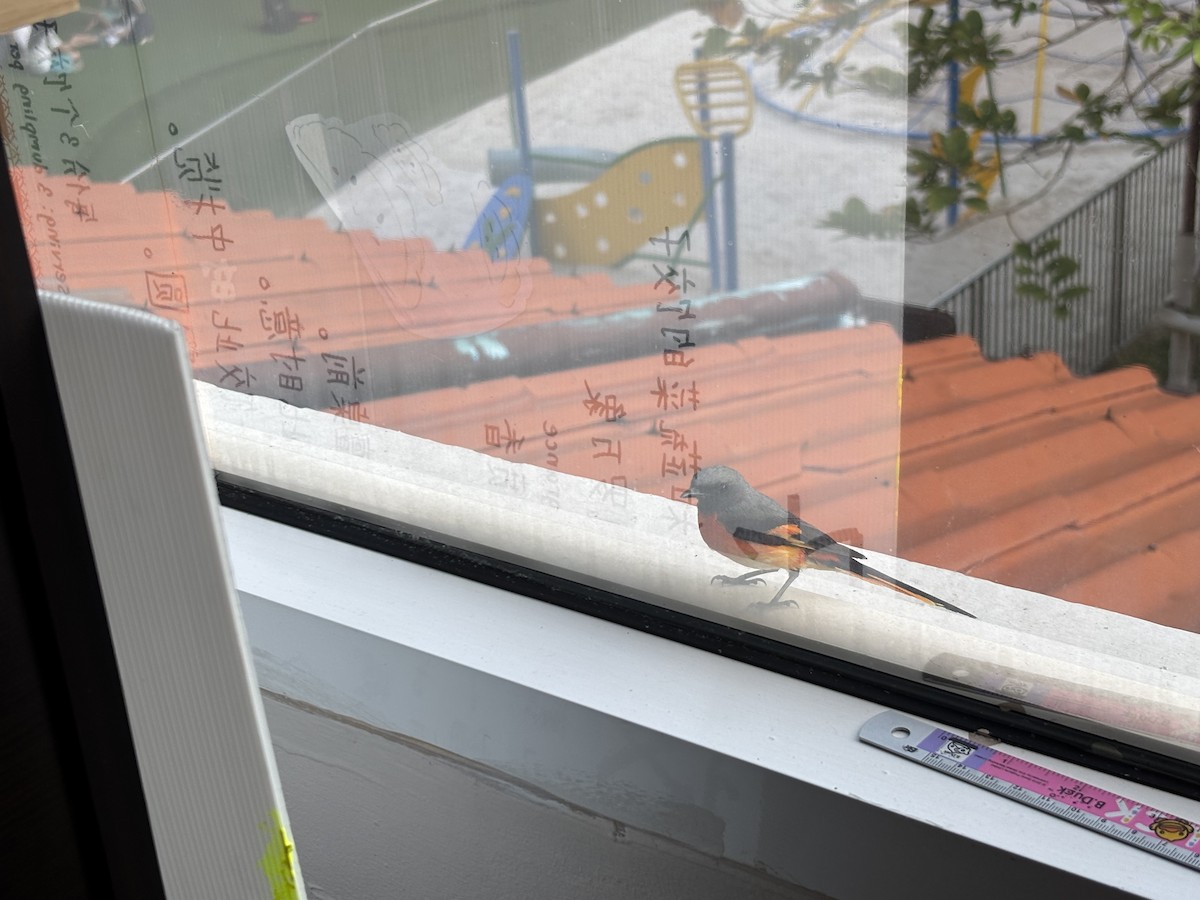 Small Minivet - ML656006734