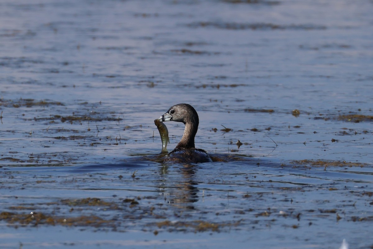 Pied-billed Grebe - ML656006978