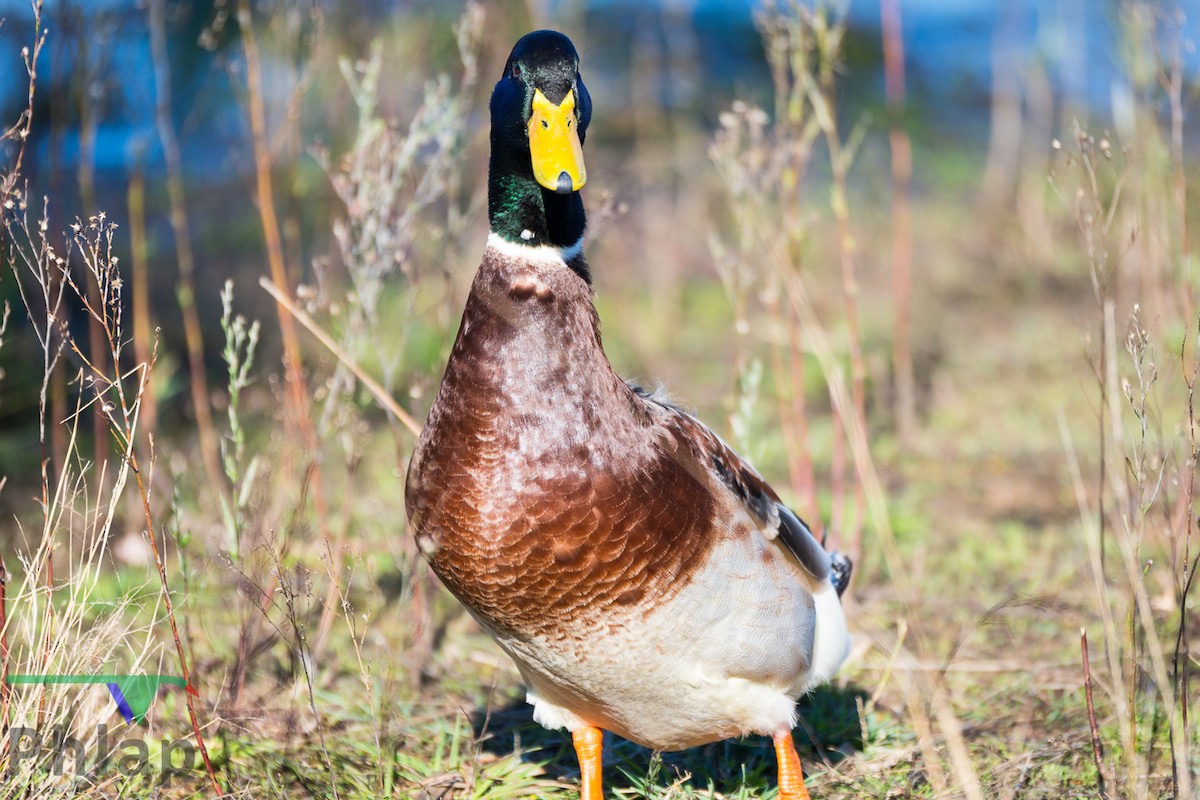 Mallard (Domestic type) - Rodney Appleby