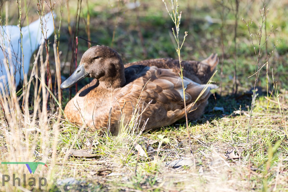 Mallard (Domestic type) - Rodney Appleby