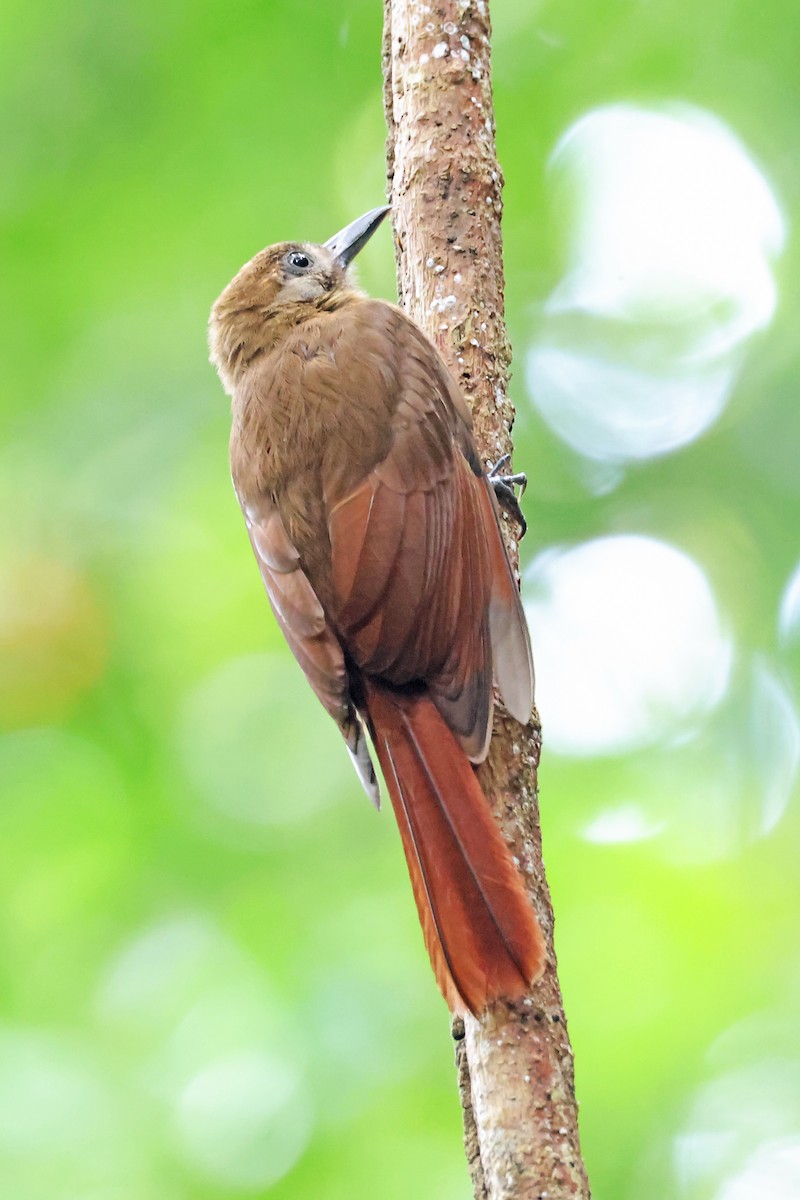 Plain-brown Woodcreeper - ML656010409
