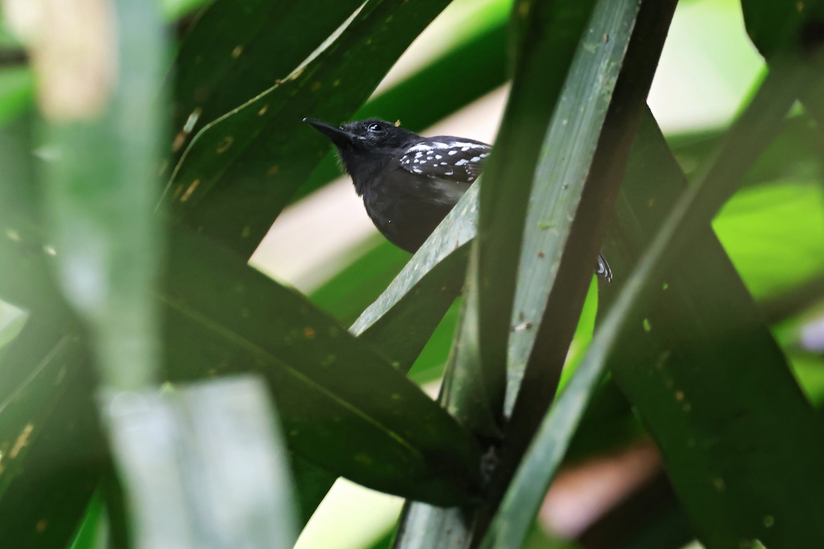 White-flanked Antwren - ML656010497