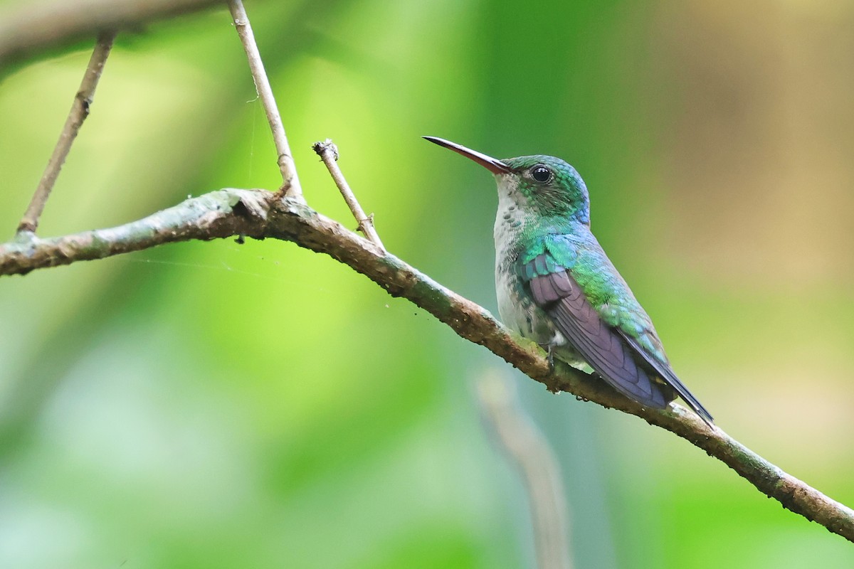 Violet-bellied Hummingbird - ML656010519
