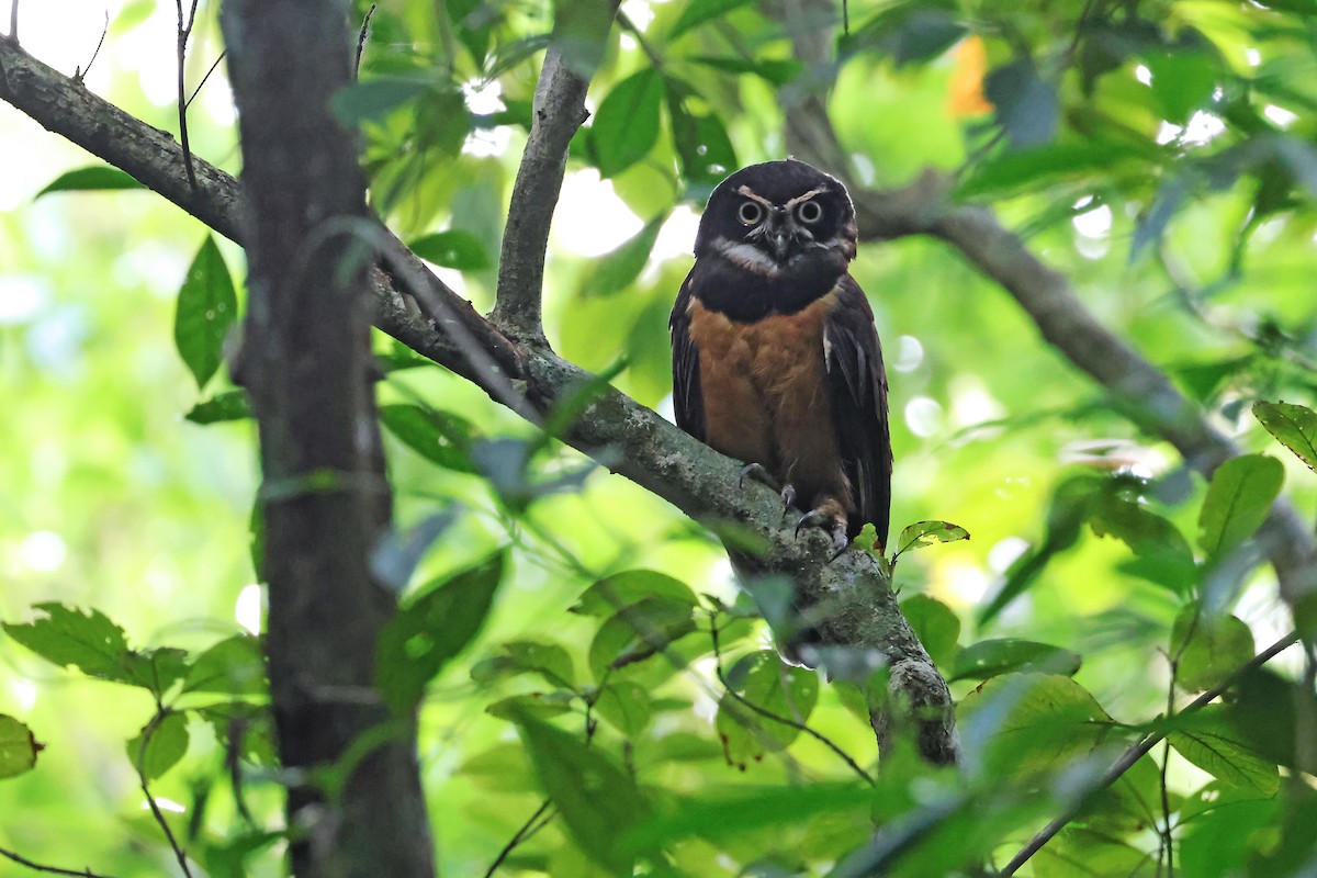 Spectacled Owl - ML656010537
