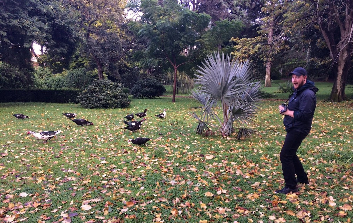 Muscovy Duck (Domestic type) - ML65601181