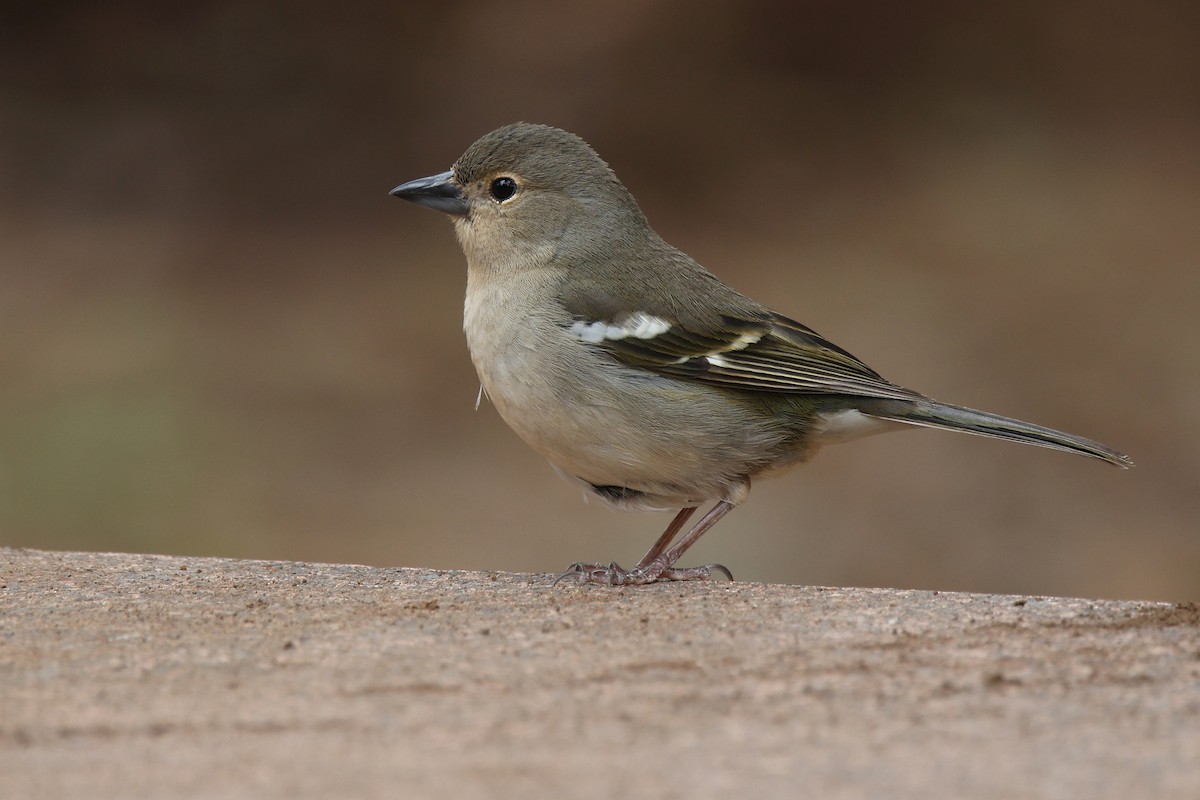 pěnkava pankanárská (ssp. canariensis/ombriosa) - ML656013316