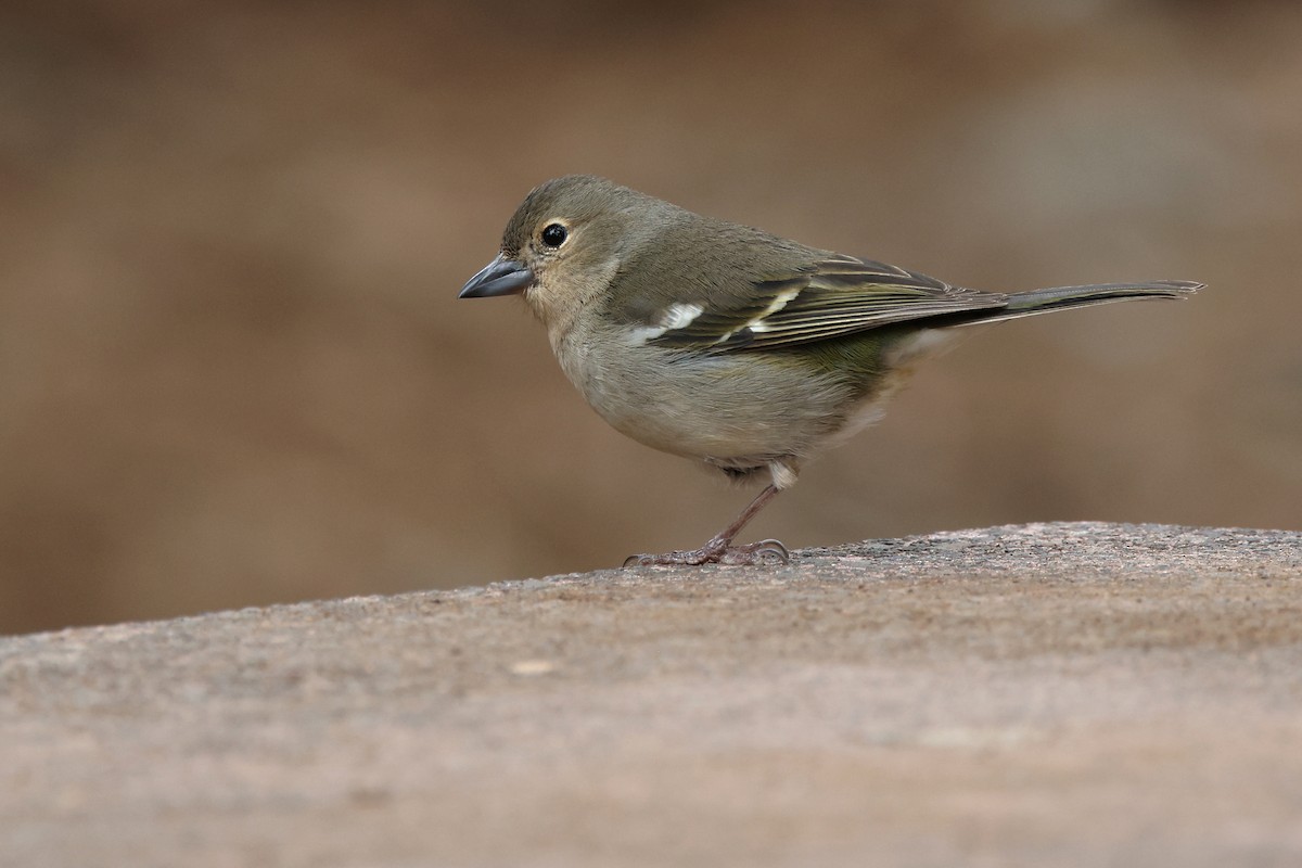 pěnkava pankanárská (ssp. canariensis/ombriosa) - ML656013317