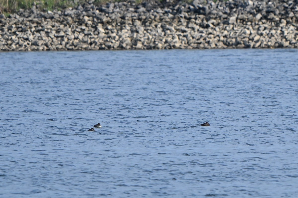 Eared Grebe - ML656013391