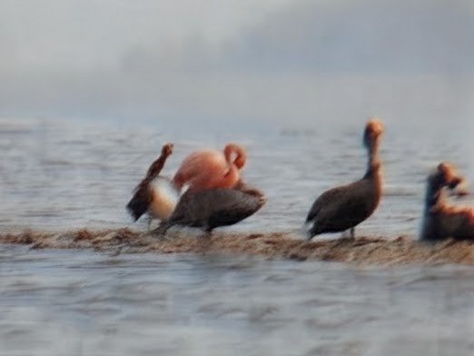 American Flamingo - ML656017149