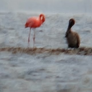 American Flamingo - ML656017160