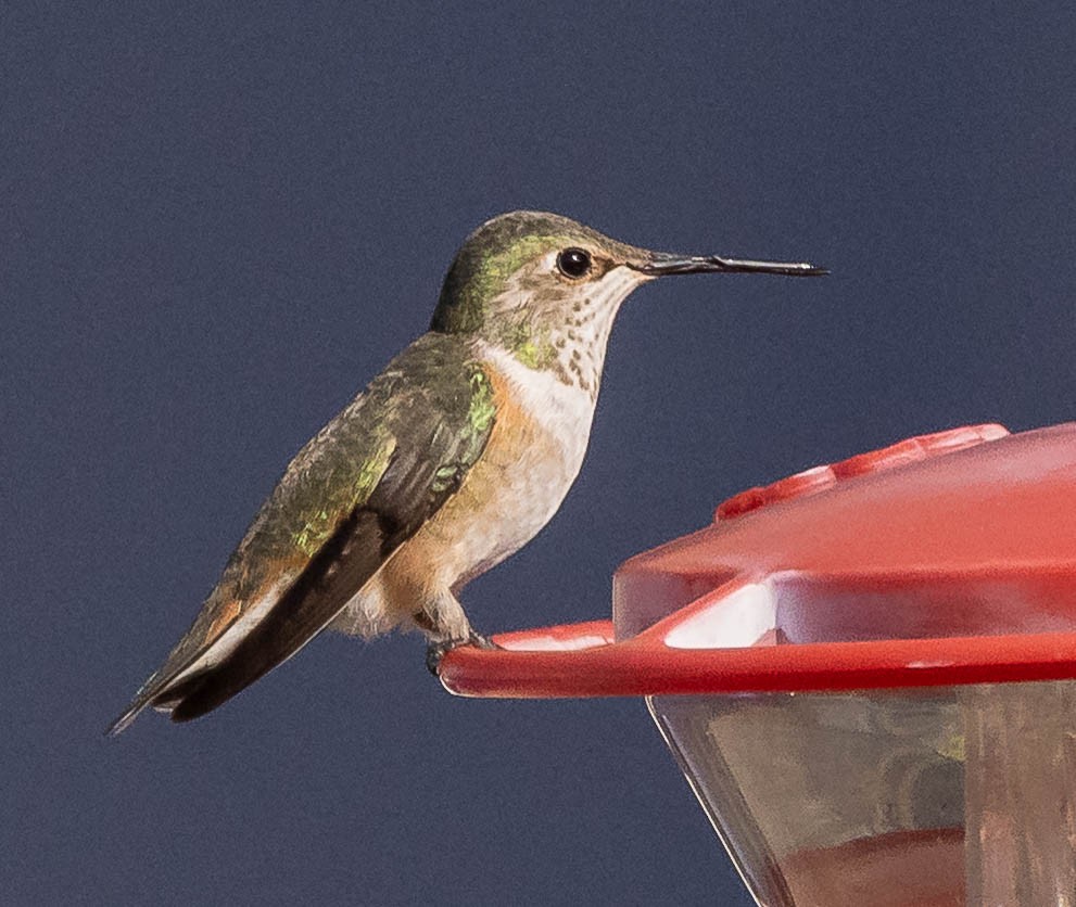 eBird Checklist - 26 Apr 2026 - stakeout Rufous Hummingbird--Jenks St ...