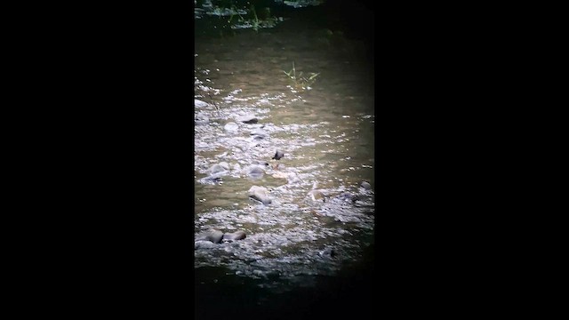 American Dipper - ML656018279