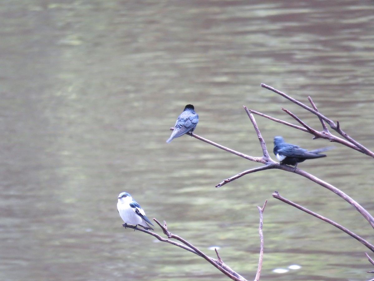 White-banded Swallow - ML65602081