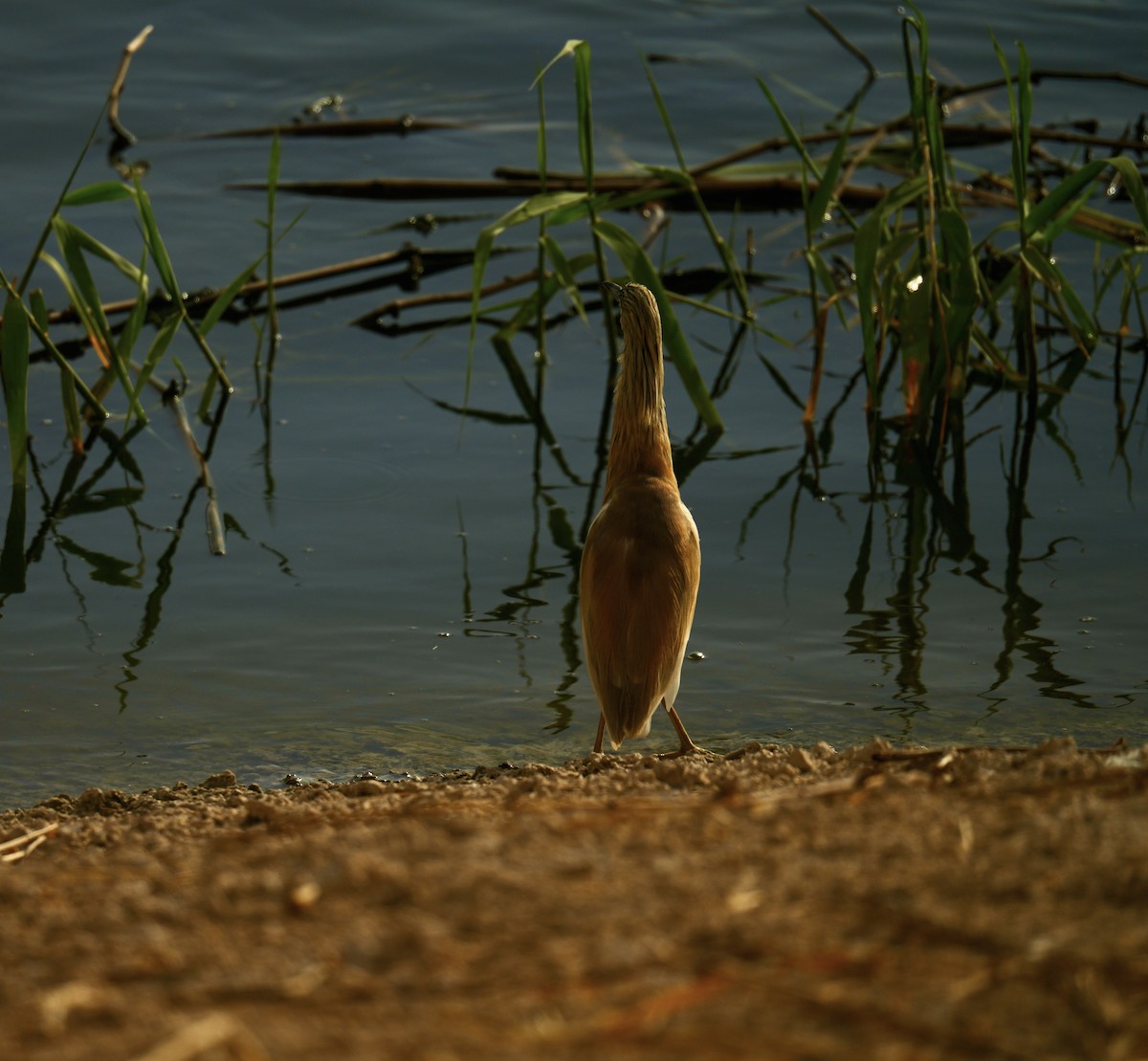 Squacco Heron - ML656020896