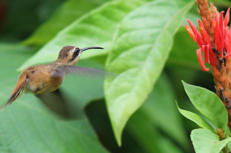 Stripe-throated Hermit - Amy McAndrews