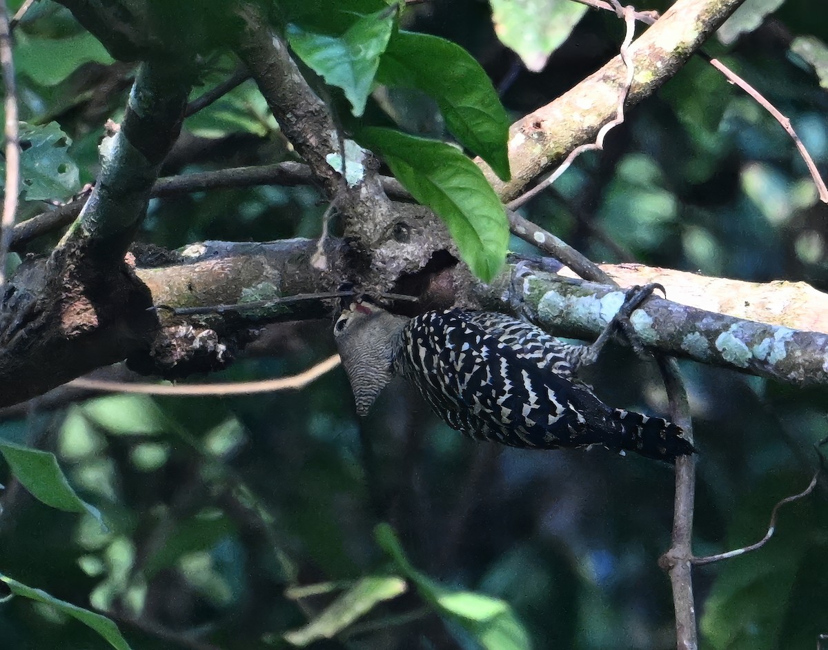 Buff-rumped Woodpecker - ML656021503