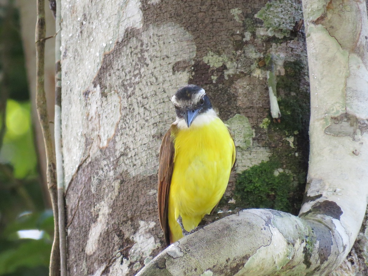 Great Kiskadee - ML65602181