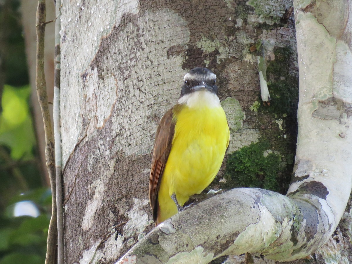 Great Kiskadee - ML65602191