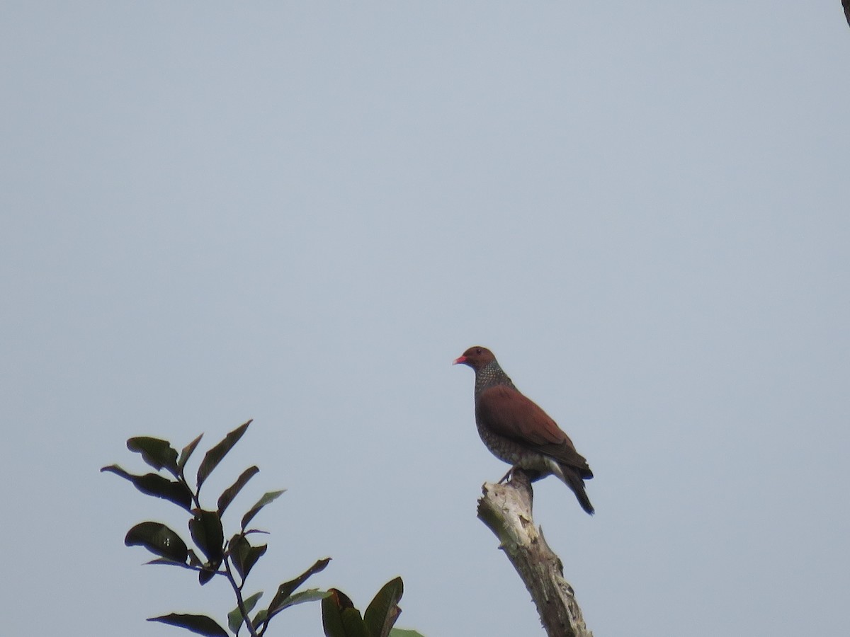 Scaled Pigeon - ML65602281