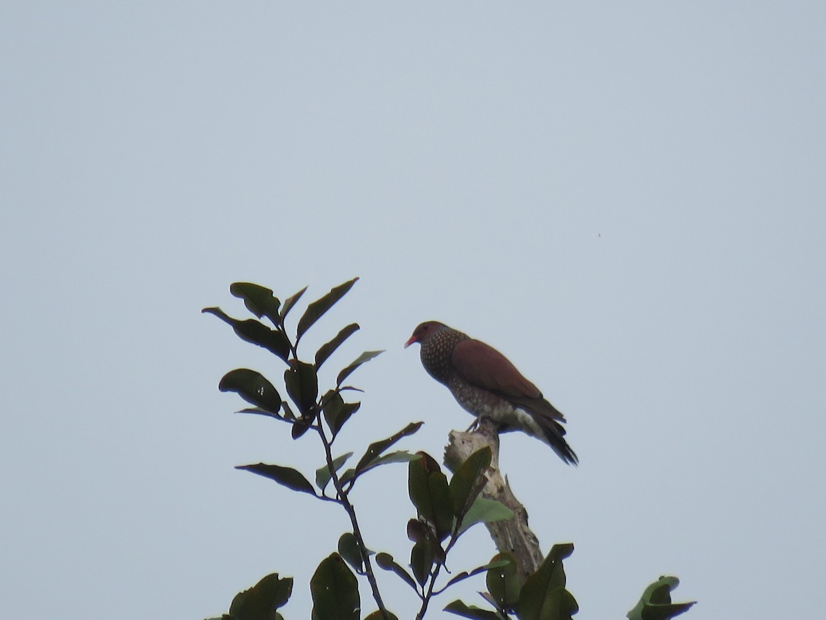 Scaled Pigeon - ML65602291