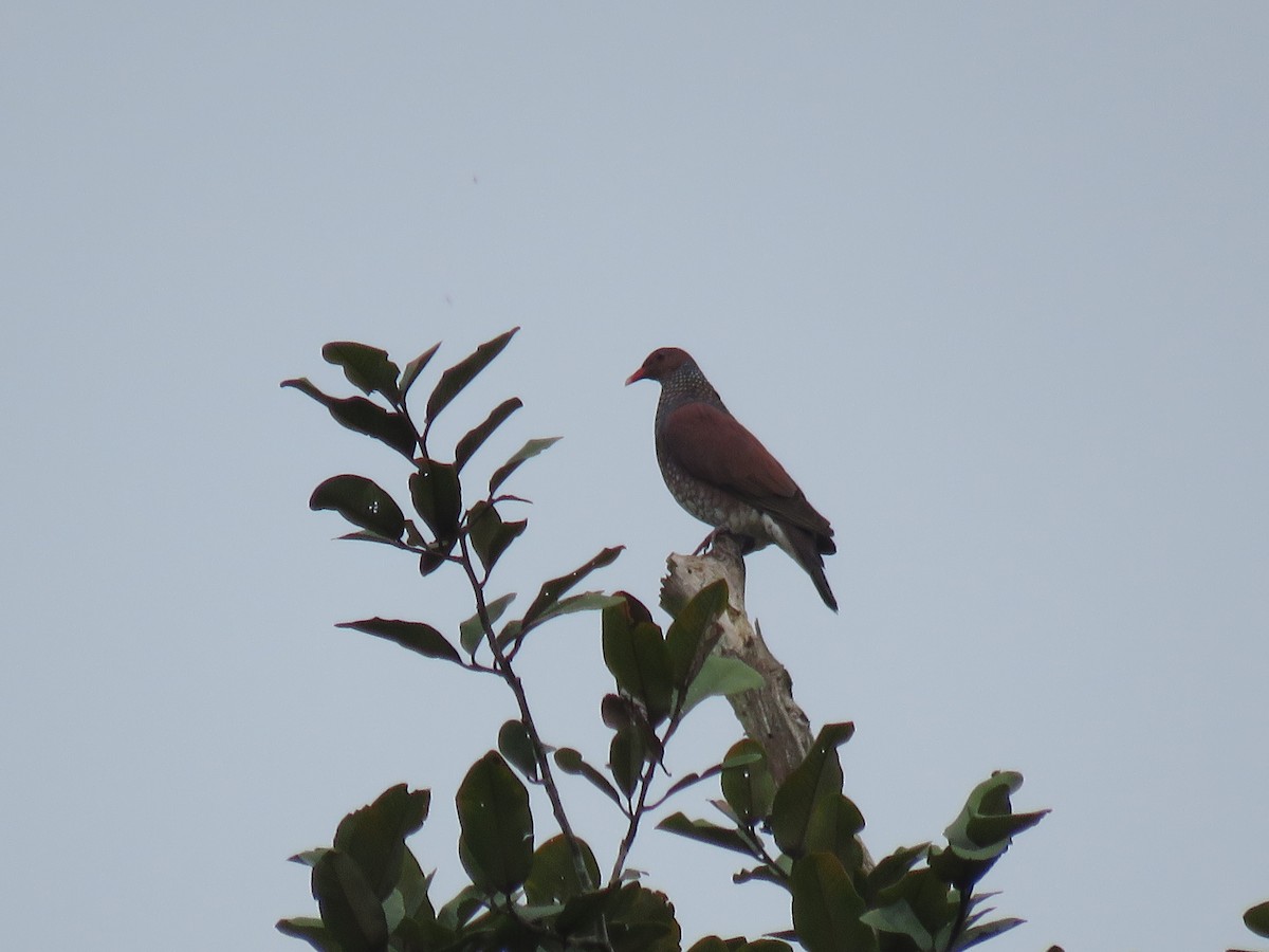 Scaled Pigeon - ML65602321