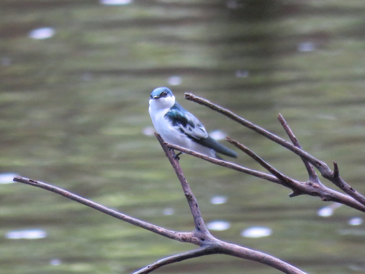 Hirondelle à ailes blanches - ML65602381