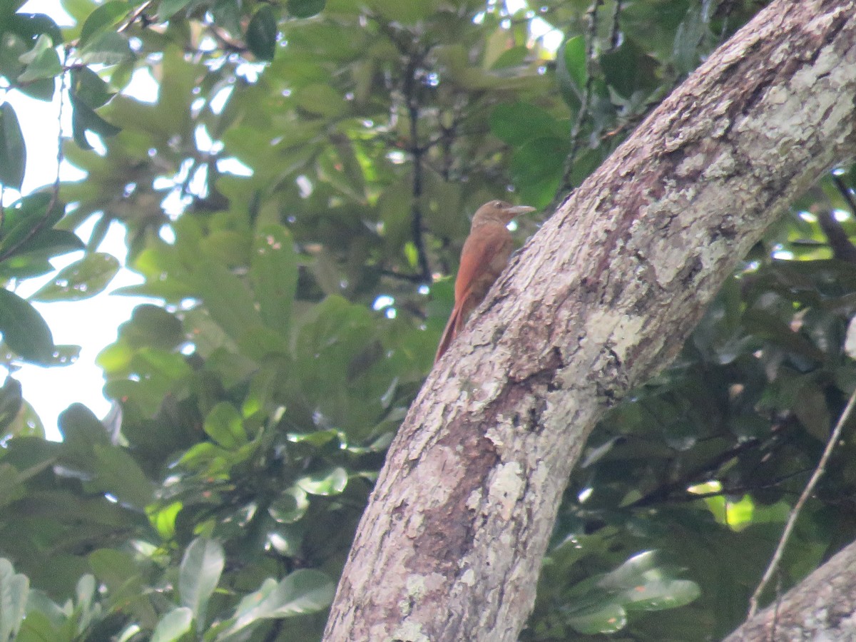 Cinnamon-throated Woodcreeper - ML65602491