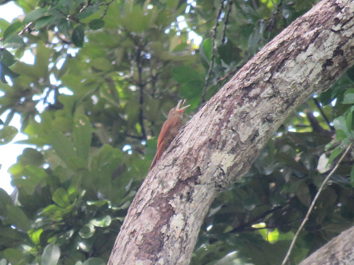 Cinnamon-throated Woodcreeper - ML65602501