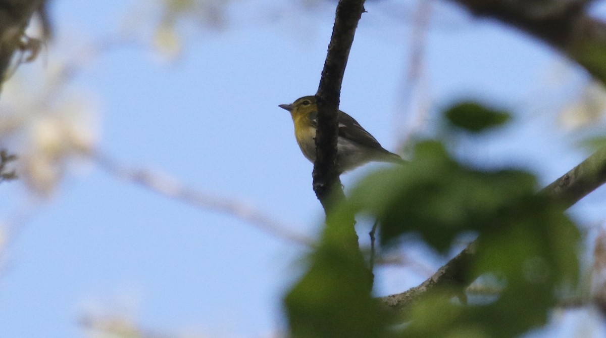 Gelbkehlvireo - ML656026554