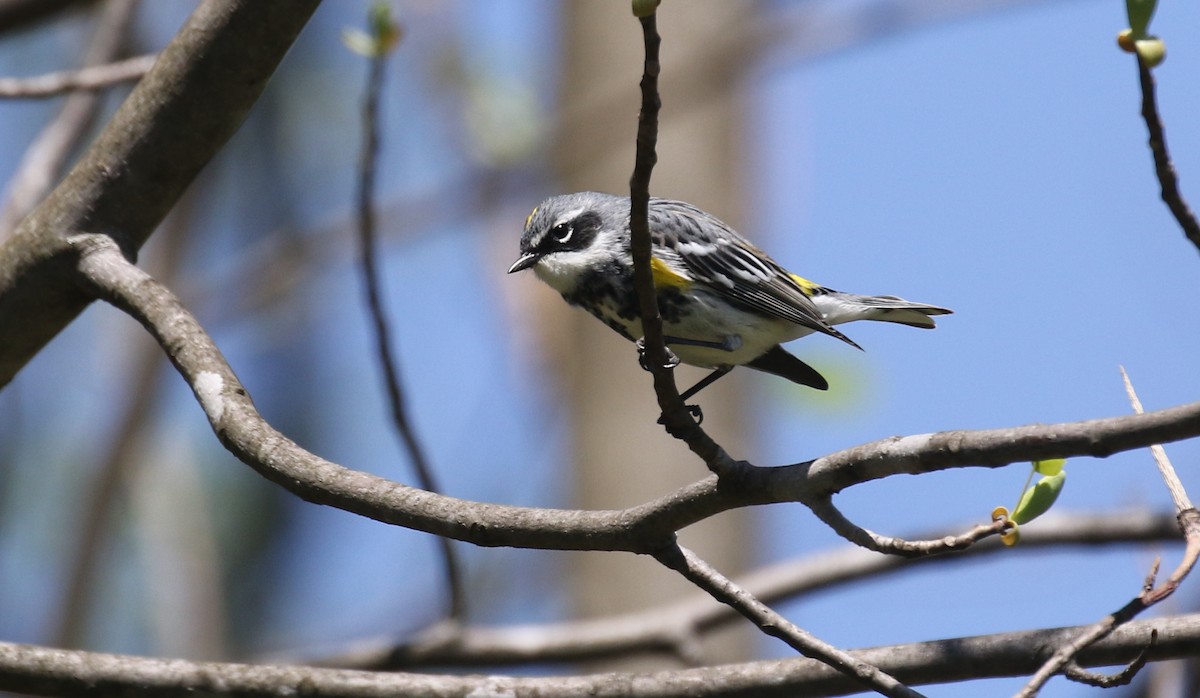 Kronenwaldsänger (coronata) - ML656026574