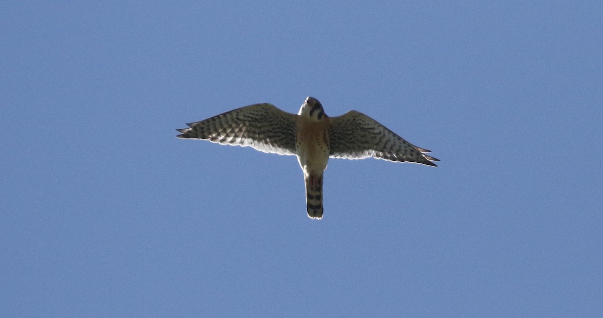 Buntfalke - ML656026642