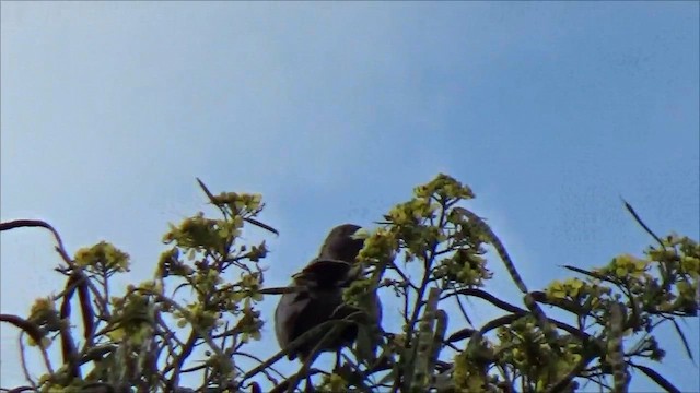 sotturako - ML656029465