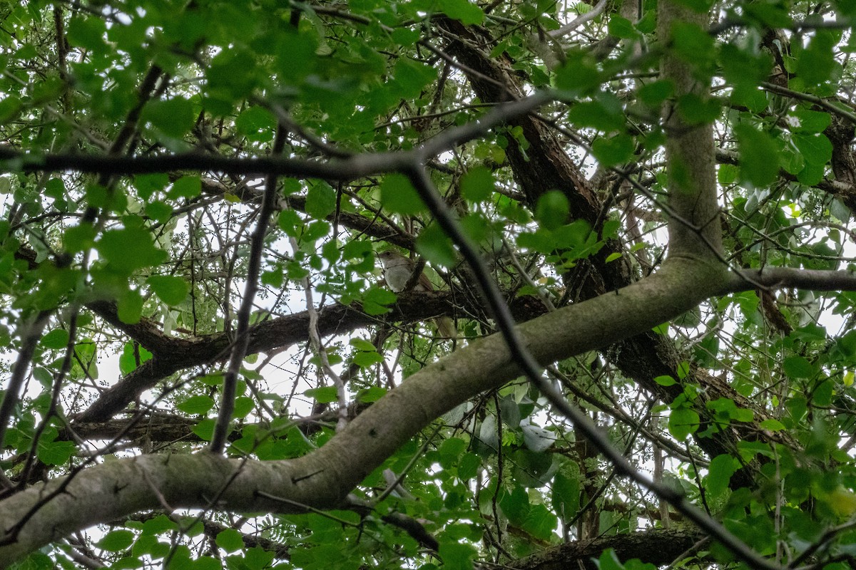 Terrestrial Brownbul - ML656029975