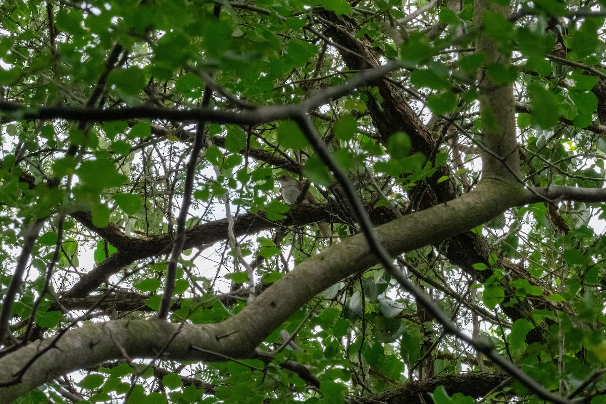Terrestrial Brownbul - ML656029976