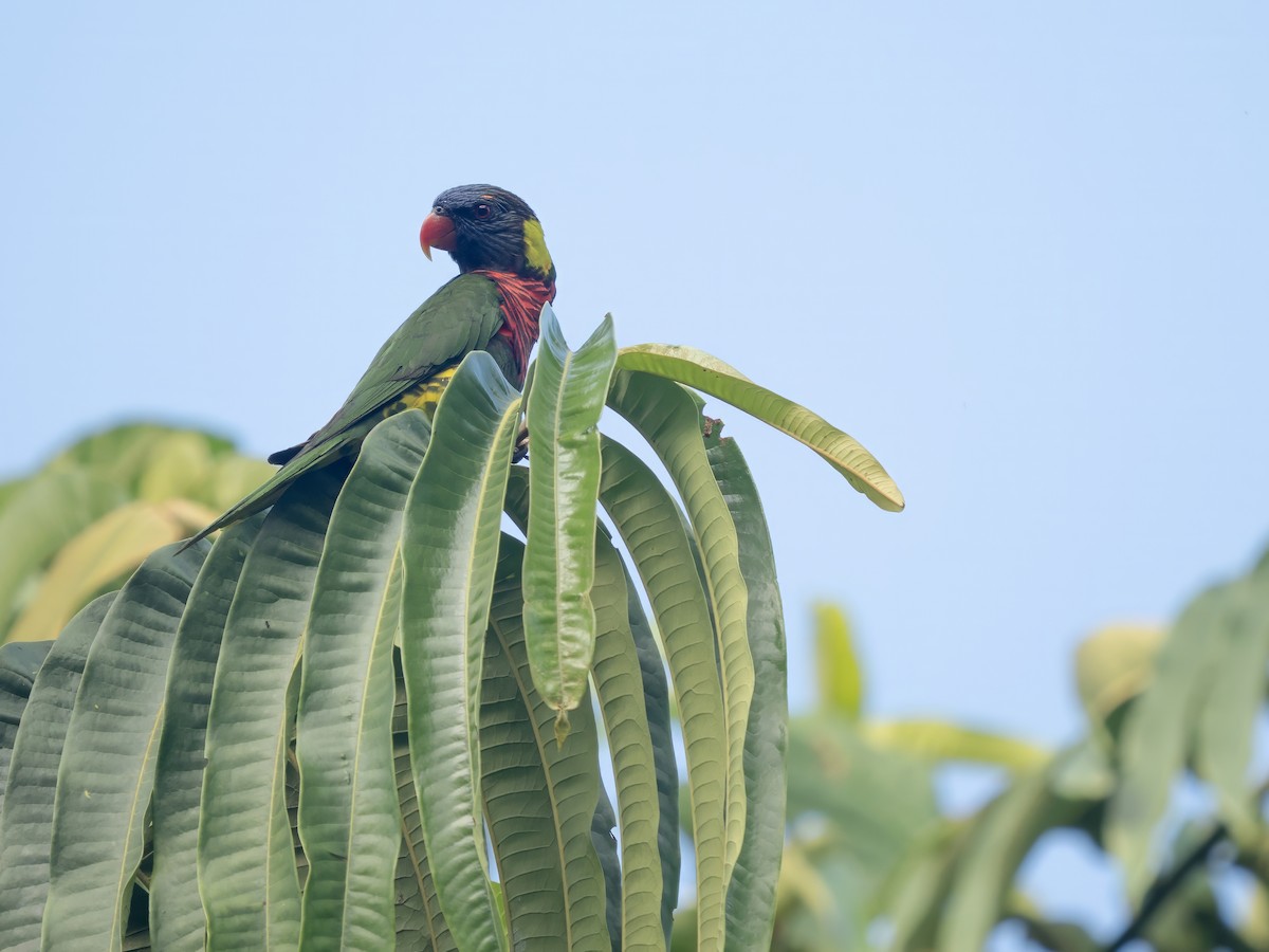 Coconut Lorikeet - ML656029996