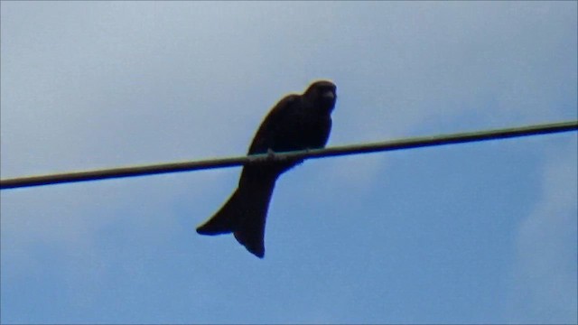 savannedrongo - ML656030255