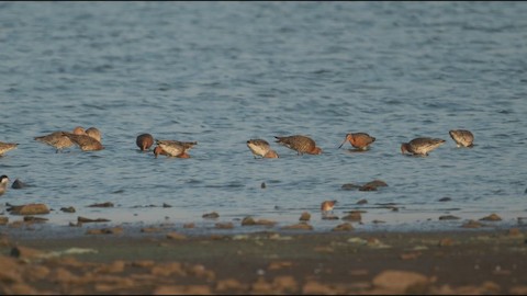 Black-tailed Godwit media preview from Macaulay Library
