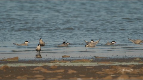 Whiskered Tern media preview from Macaulay Library