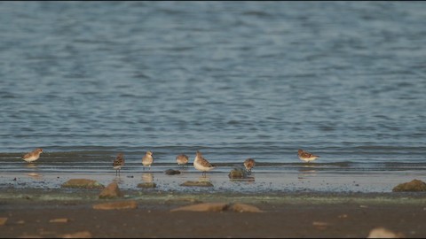 Little Stint media preview from Macaulay Library